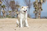 AKITA INU 130